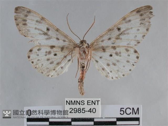 大胡麻斑星尺蛾藏品圖，第2張