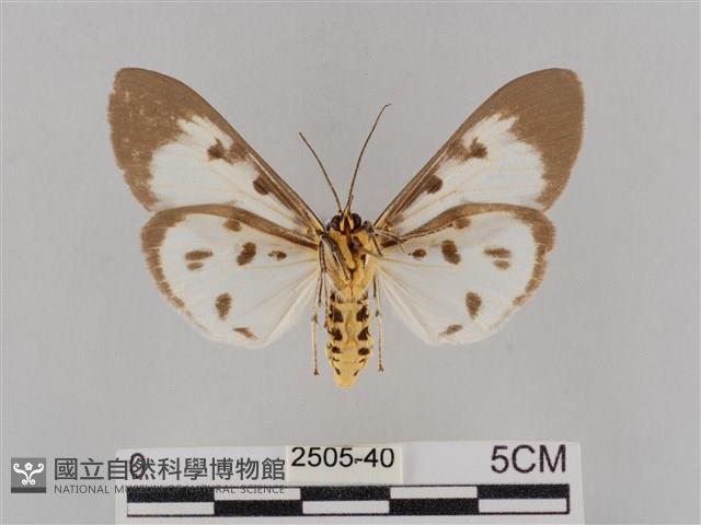 長斑擬燈蛾藏品圖，第2張