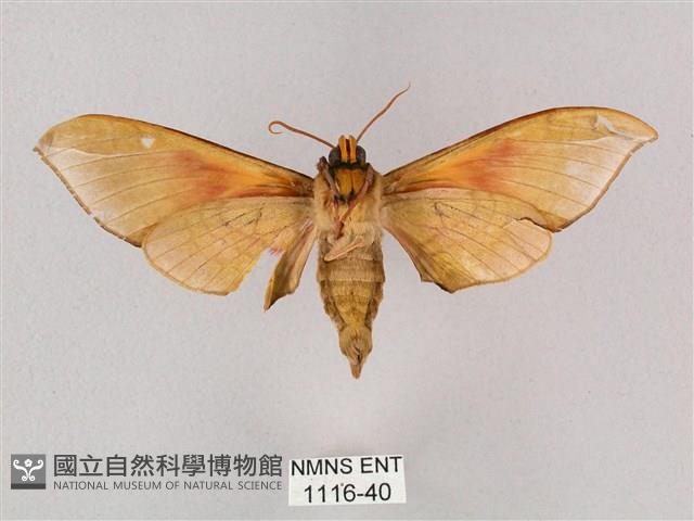 榆綠天蛾藏品圖，第2張