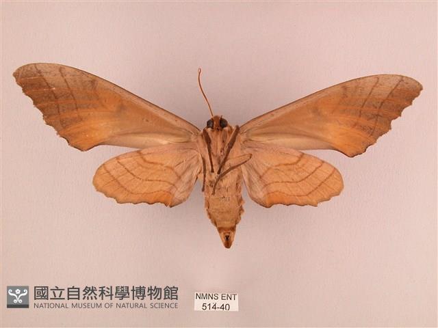 栗六點天蛾藏品圖，第2張