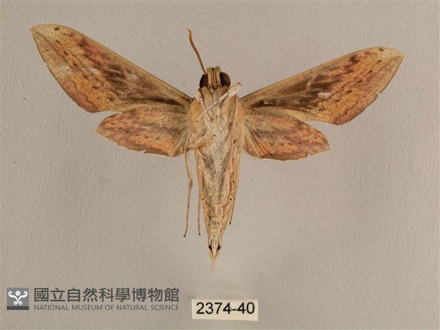 背線天蛾藏品圖，第2張