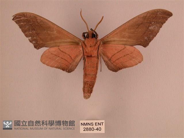 直翅六點天蛾藏品圖，第2張