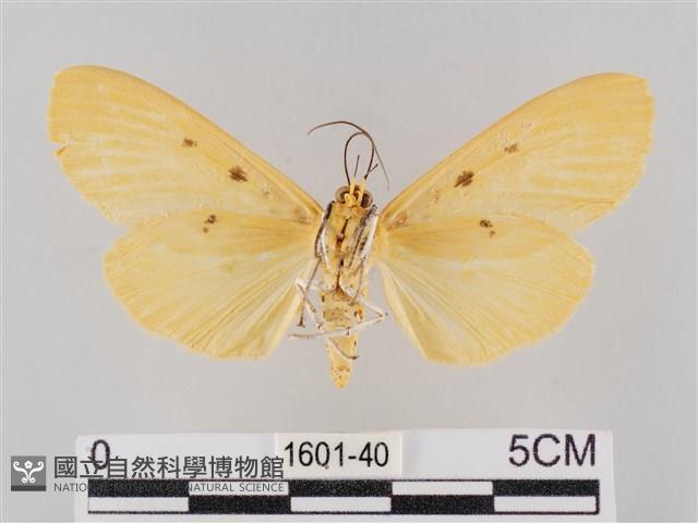 橙擬燈蛾藏品圖，第2張