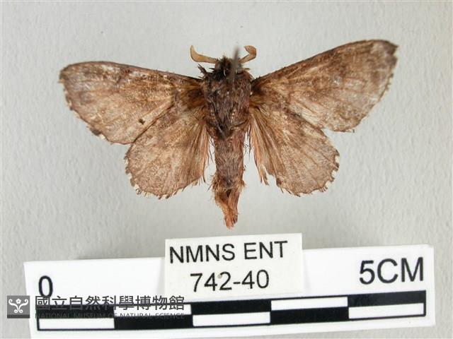 銀肩枯葉蛾藏品圖，第2張