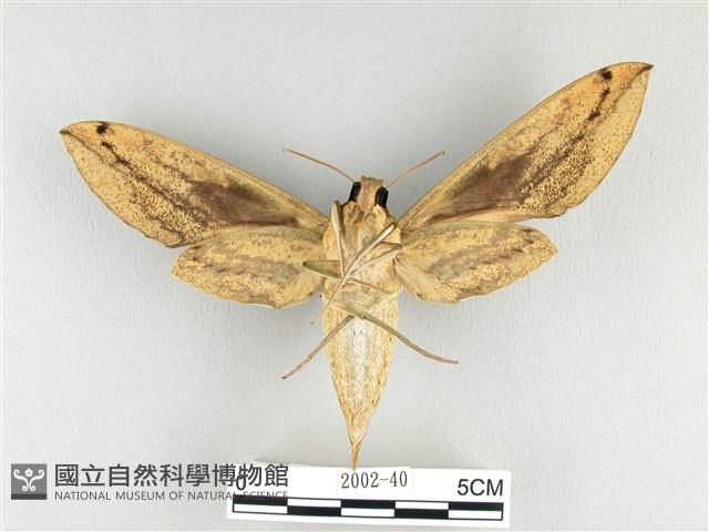 泛綠背線天蛾藏品圖，第2張