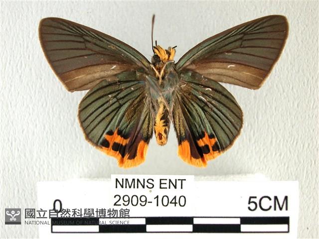 綠弄蝶藏品圖，第2張