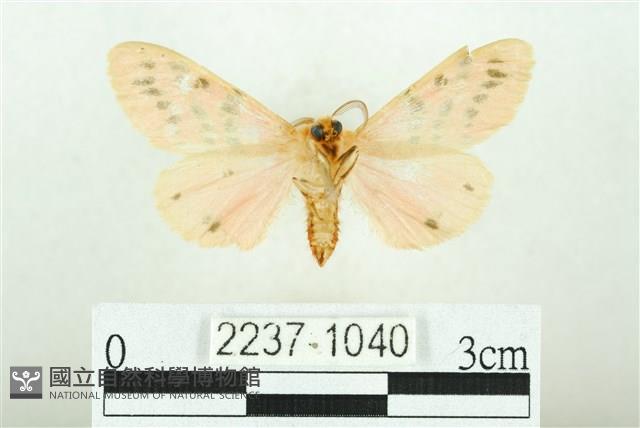 三條橙燈蛾藏品圖，第2張