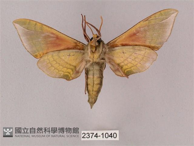 榆綠天蛾藏品圖，第2張