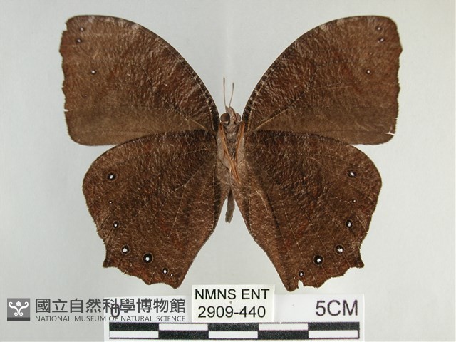 森林暮眼蝶、黑樹蔭蝶藏品圖，第2張