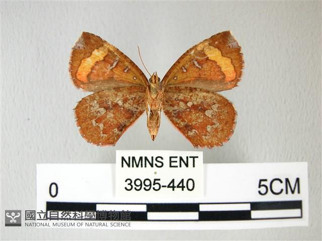帶錨紋蛾藏品圖，第2張
