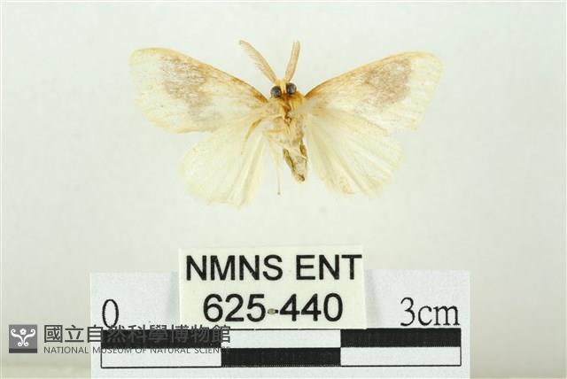寬紋黃毒蛾藏品圖，第2張