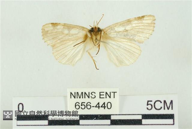 連珠波紋蛾藏品圖，第2張