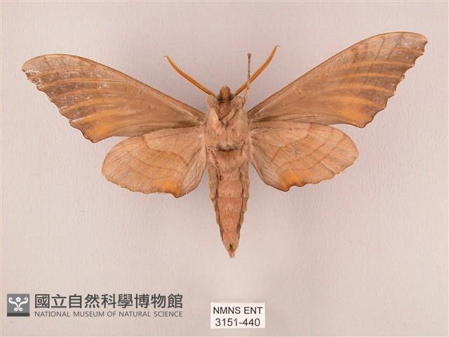 栗六點天蛾藏品圖，第2張