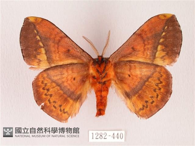 阿里山絨帶蛾藏品圖，第2張