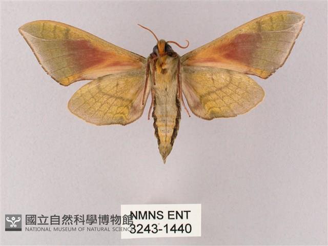 榆綠天蛾藏品圖，第2張