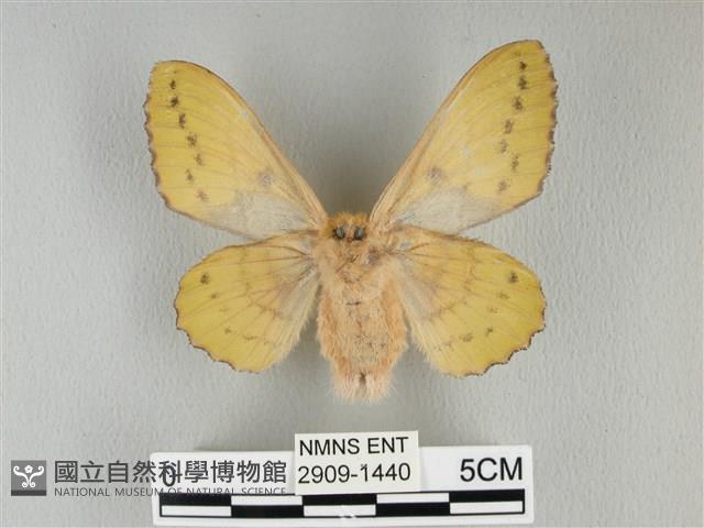 青枯葉蛾藏品圖，第2張