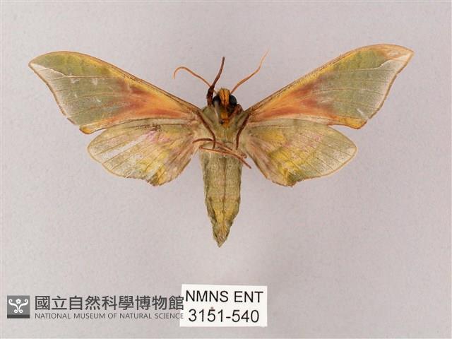 榆綠天蛾藏品圖，第2張