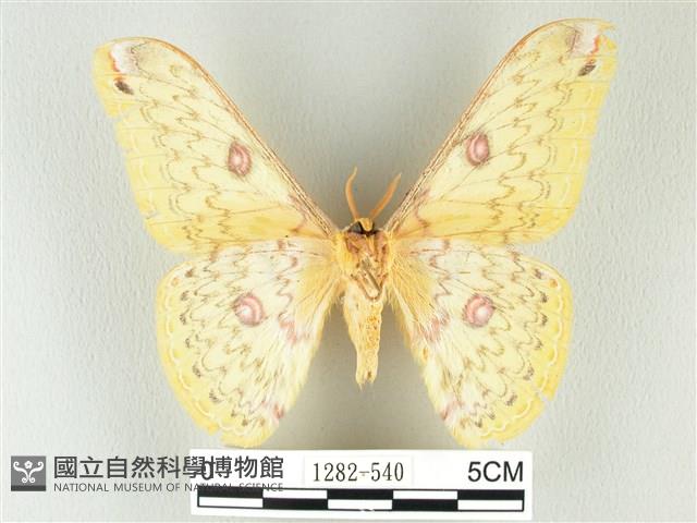 黃豹天蠶蛾藏品圖，第2張