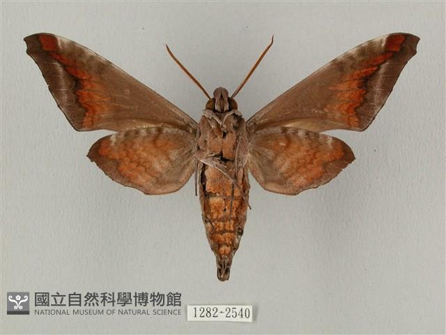 全緣缺角天蛾藏品圖，第2張