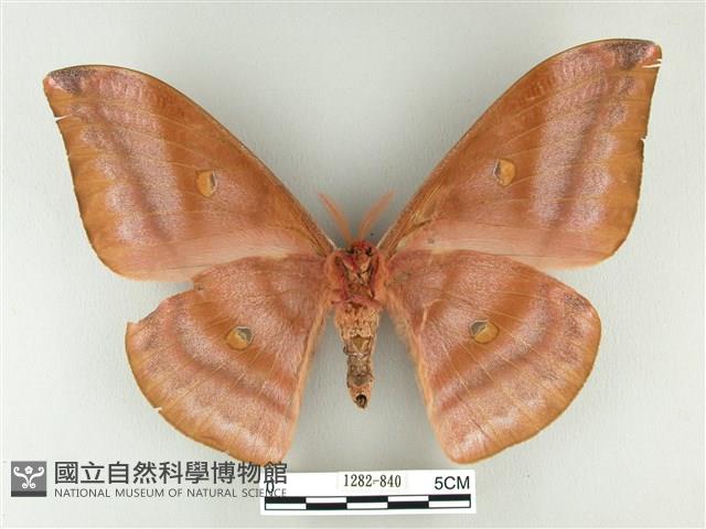紅目天蠶蛾藏品圖，第2張