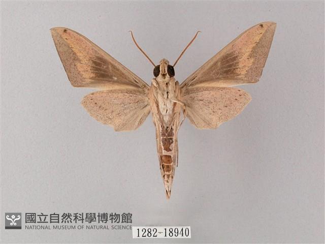 直翅斜紋天蛾藏品圖，第2張