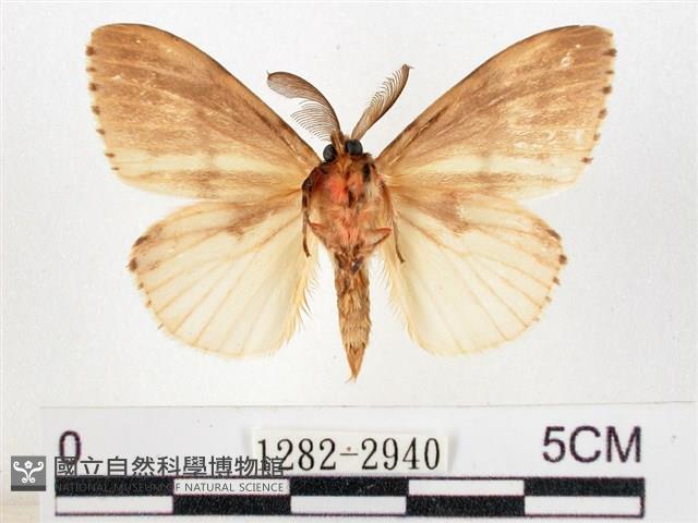 木毒蛾藏品圖，第2張