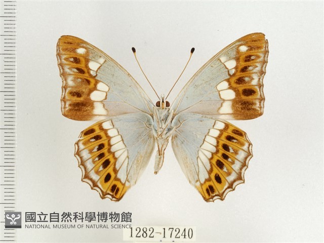 普氏白蛺蝶藏品圖，第2張