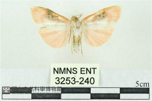 臺雪苔蛾藏品圖，第2張