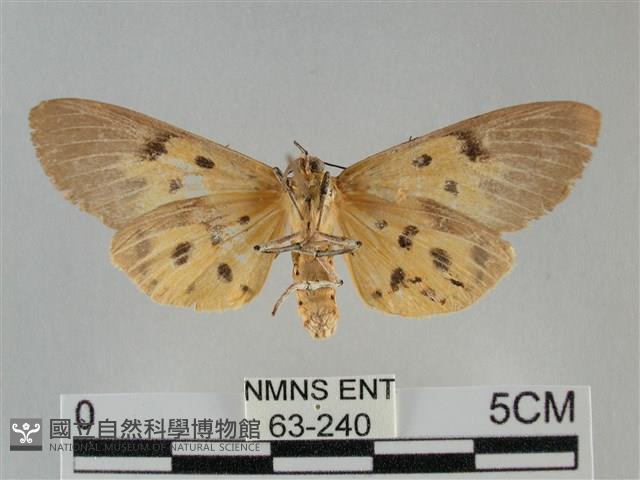 一點擬燈蛾藏品圖，第2張