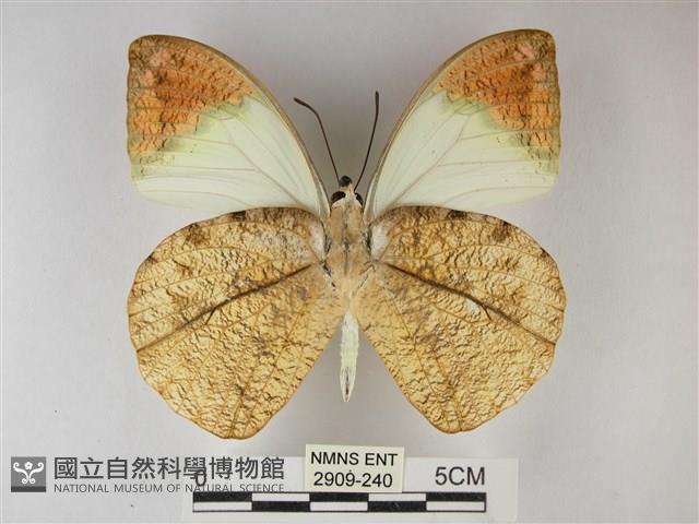 橙端粉蝶、端紅蝶藏品圖，第2張