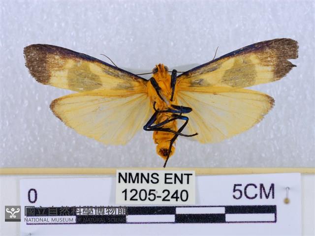 閃光苔蛾藏品圖，第2張