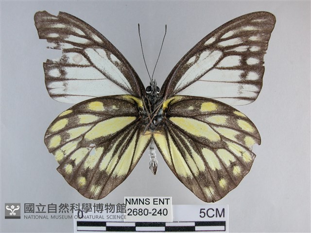 鋸粉蝶藏品圖，第2張