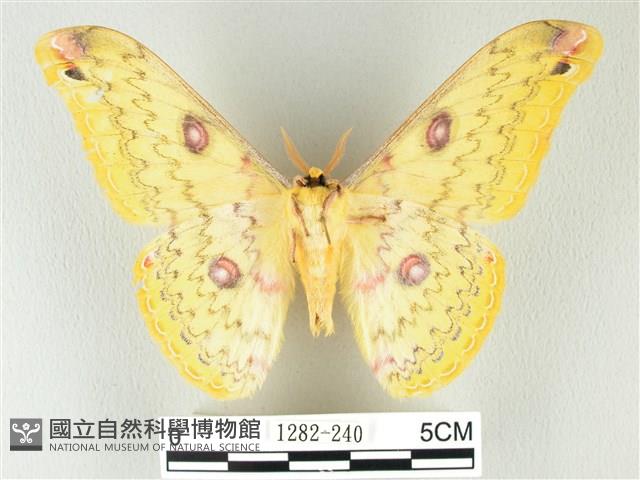 黃豹天蠶蛾藏品圖，第2張
