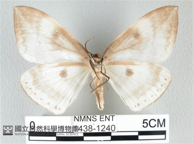 圓翅大鉤蛾藏品圖，第2張