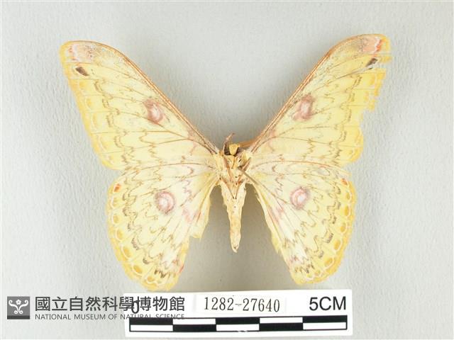 黃豹天蠶蛾藏品圖，第2張