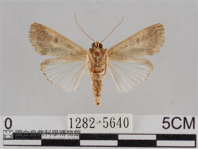 斜紋夜盜蛾藏品圖，第2張