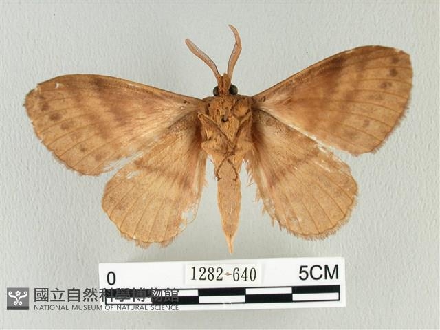 波紋枯葉蛾藏品圖，第2張