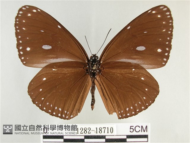 圓翅紫斑蝶藏品圖，第2張