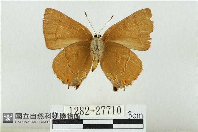 霓彩燕灰蝶藏品圖，第2張