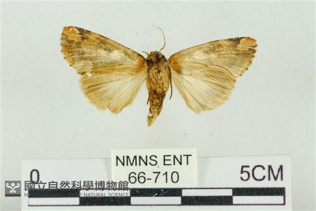 連珠波紋蛾藏品圖，第2張