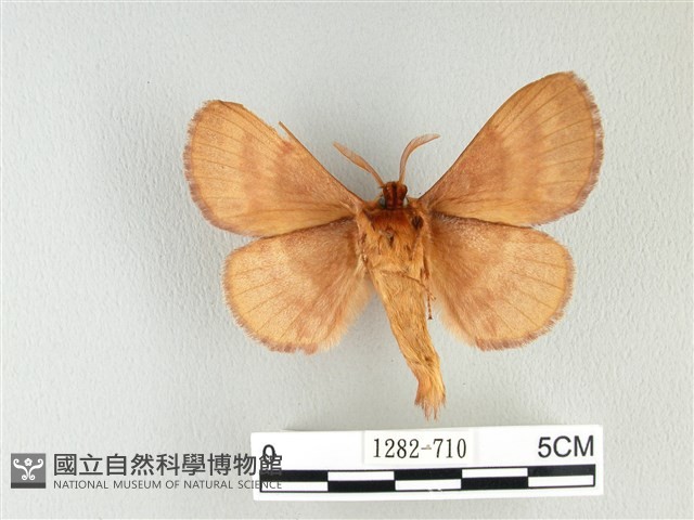 波紋枯葉蛾藏品圖，第2張