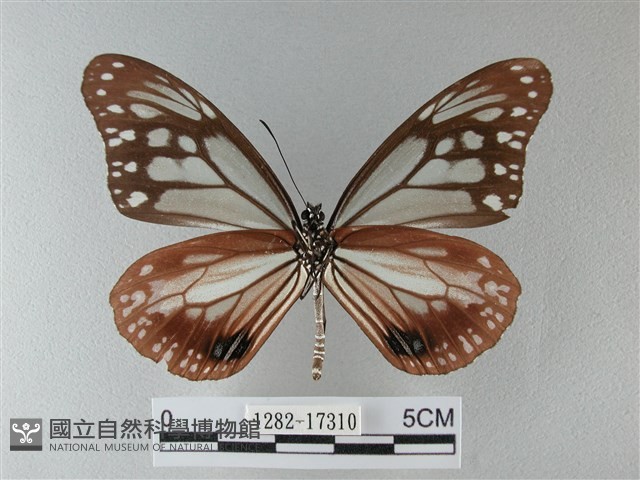 大絹斑蝶藏品圖，第2張