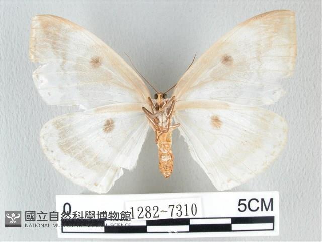 圓翅大鉤蛾藏品圖，第2張