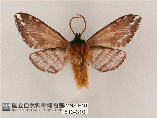 井上氏絨毛天蛾藏品圖，第2張