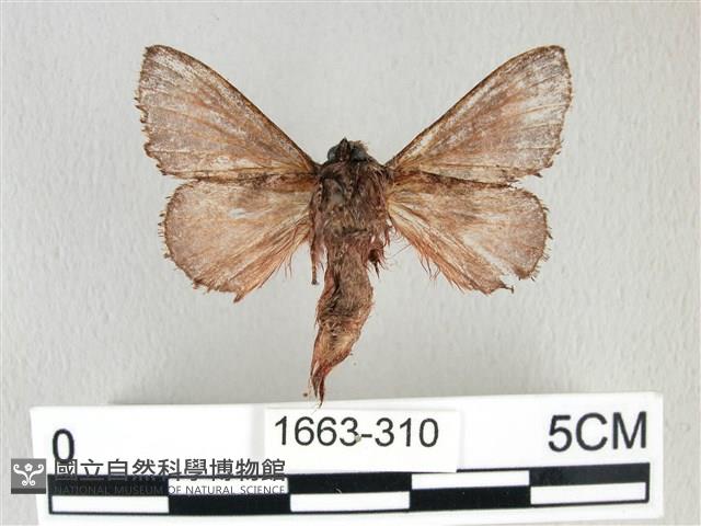 銀肩枯葉蛾藏品圖，第2張