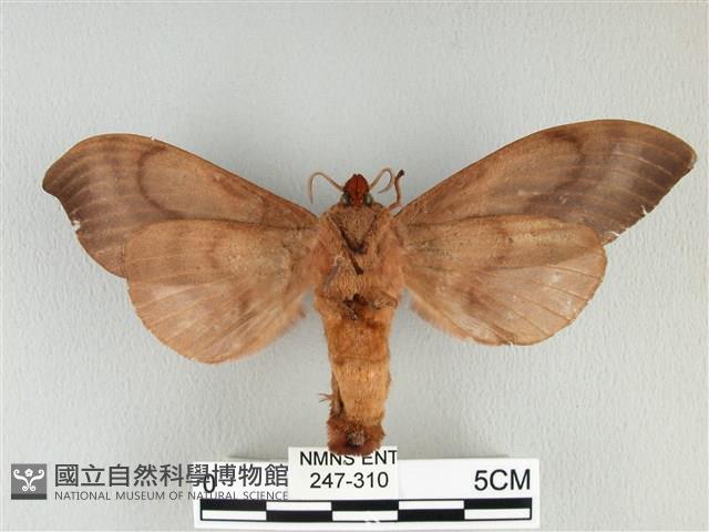 大褐斑枯葉蛾藏品圖，第2張