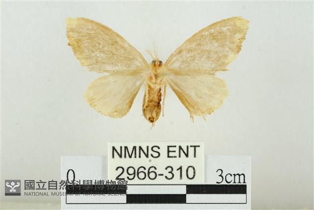 黑翅黃毒蛾藏品圖，第2張