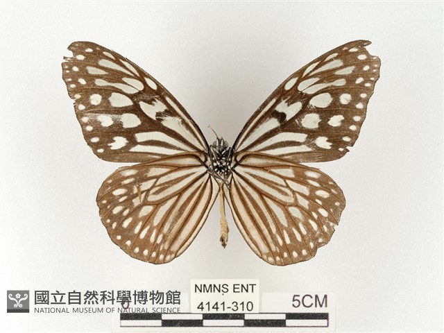 旖斑蝶藏品圖，第2張