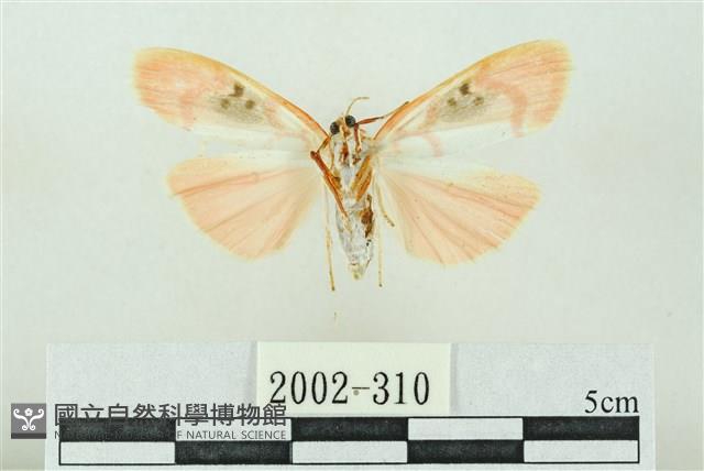 臺雪苔蛾藏品圖，第2張