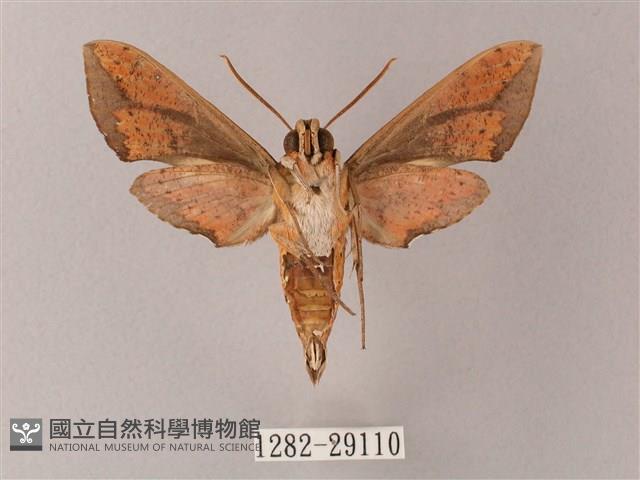 臺灣白肩天蛾藏品圖，第2張